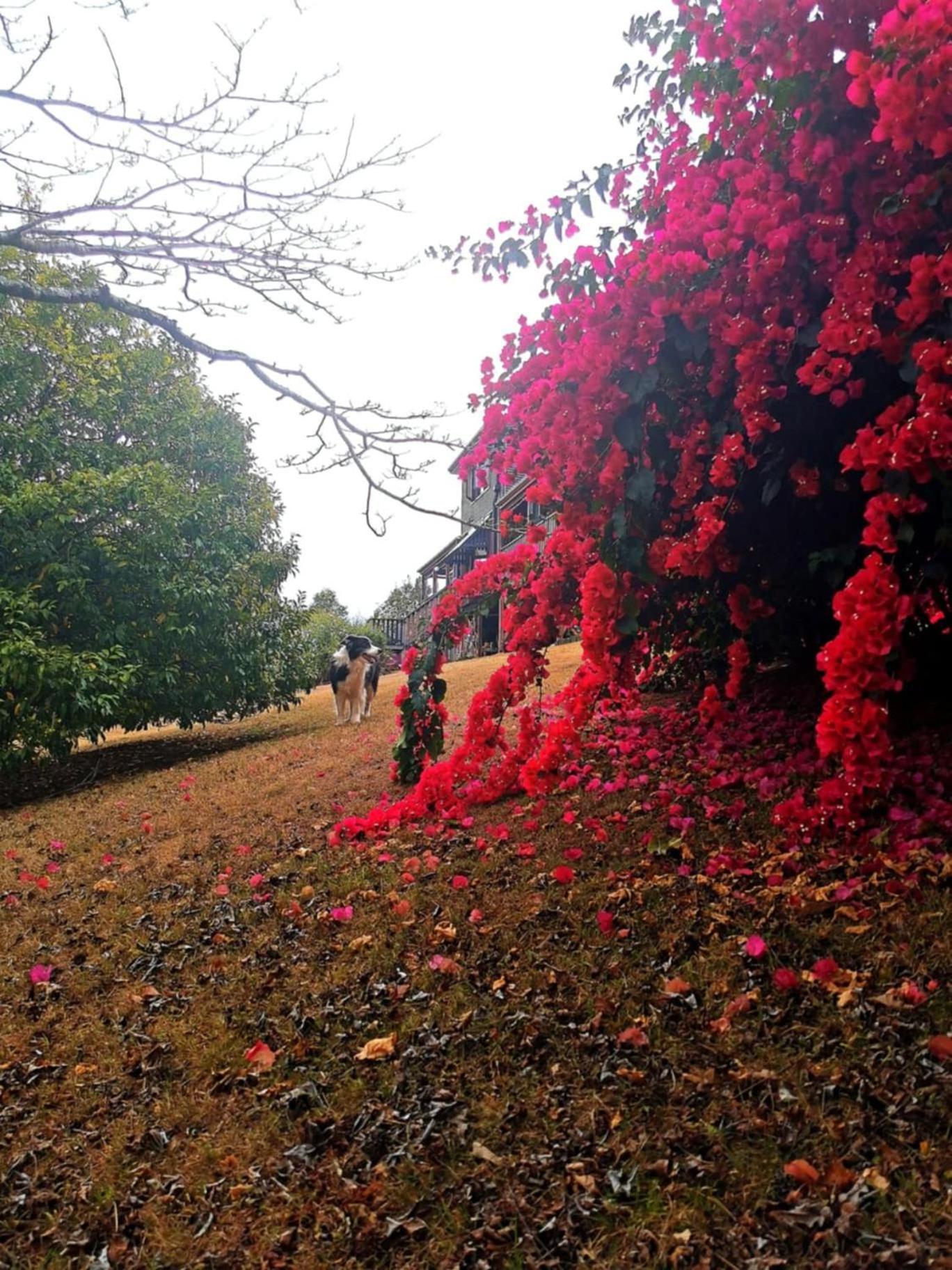 Wyndover Mountain Retreat Beechmont エクステリア 写真